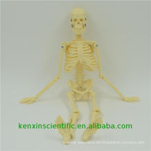 Liefern qualitativ hochwertiges PNT-0107 künstliches humanes disartikuliertes Skelett
